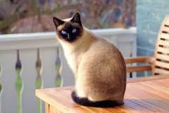 gato gris ojos azules