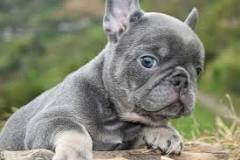 ¿Qué color es el más caro de bulldog francés?