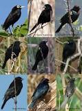 ¿Cómo se llaman los pájaros negros pequeños?