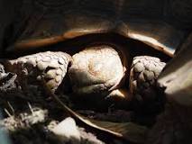¿Cómo se sabe que una tortuga está hibernando?