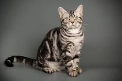 ¿Cómo son los gatos American Shorthair?