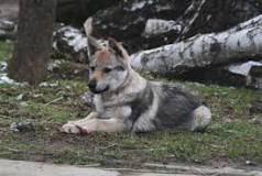¿Qué raza es el perro lobo checoslovaco?