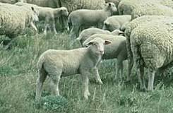 ¿Cómo se llama la oveja adulta?