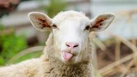 ¿Cuáles son las razas de ovejas?