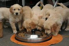 ¿Cómo son los perros golden terrier?