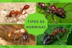 ¿Cuáles son las especies de hormigas más agresivas?