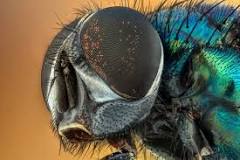 ¿Cuántos ojos tiene un insecto?