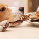 dieta casera para perros con intolerancia alimentaria