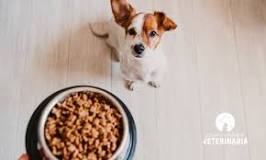 ¿Qué alimentos caseros se le puede dar a un perro?