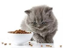 que comen los gatos pequeños