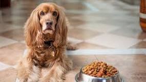 ¿Qué cantidad de comida húmeda debe comer un perro?