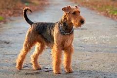 airedale terrier blanco