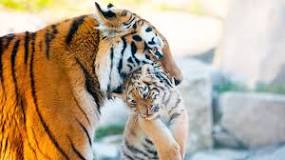 que comen los tigres