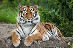 ¿Qué animal se come tigre?