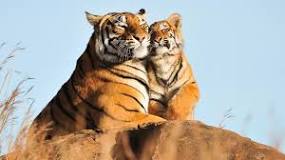 ¿Qué es lo que más les gusta a los tigres?