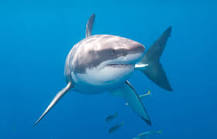¿Cuánto comen los tiburones blancos?