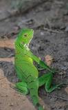 imágenes de iguanas