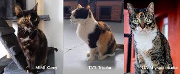 ¿Qué personalidad tienen los gatos tricolor?