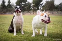 boston terrier vs bulldog francês