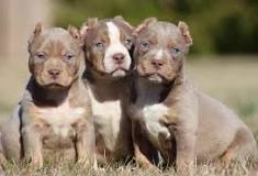 american bully tricolor blue