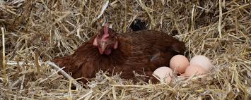 ¿Cómo se llaman las gallinas que ponen huevos solas?