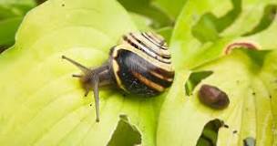 caracol insecto