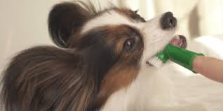 ¿Cuánto tarda una limpieza bucal a un perro?