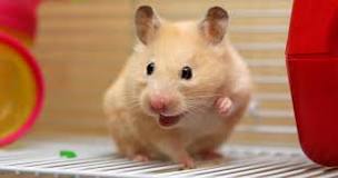 hamster roborowski vida