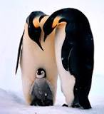 ¿Cómo ponerle de nombre a un pingüino?