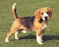 ¿Cómo son los beagles de cachorros?