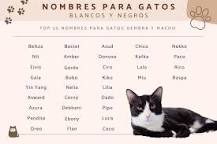 nombres para gatos blanco y negro