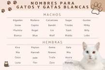 nombres para gatas blancas