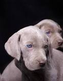 ¿Qué raza de perro tienen los ojos azules?