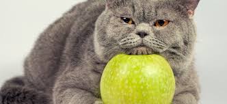 gato fruta