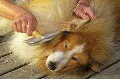 ¿Cómo cuidar pelaje de fox terrier pelo duro?