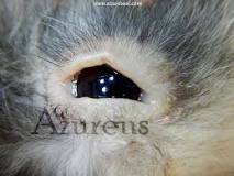 enfermedades de los conejos en los ojos