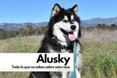 ¿Cuál es la diferencia entre un husky y un Alaska?