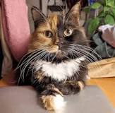 ¿Qué es un gato quimera?