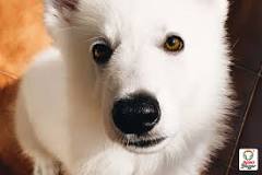 razas perros blancos grandes