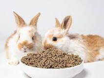 ¿Cuánto tiempo puede estar sin comer un conejo?
