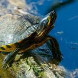 cuanto comen las tortugas de agua