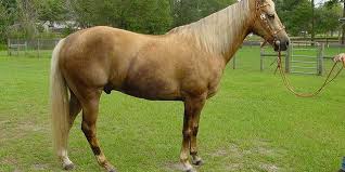 caballos isabelinos
