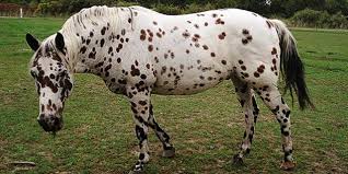 ¿Qué raza es un caballo palomino?