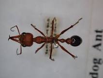 ¿Qué tamaño es la hormiga reina?