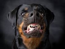 ¿Cuál es la raza de perro más agresivo?