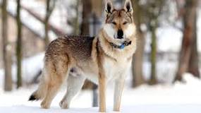¿Qué porcentaje de lobo tiene un perro lobo checoslovaco?