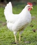 ¿Qué raza es la gallina Copetona?