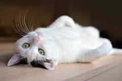 gato blanco con manchas grises