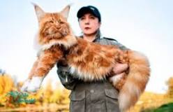 razas de gatos grandes y peludos