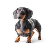 dachshund colores